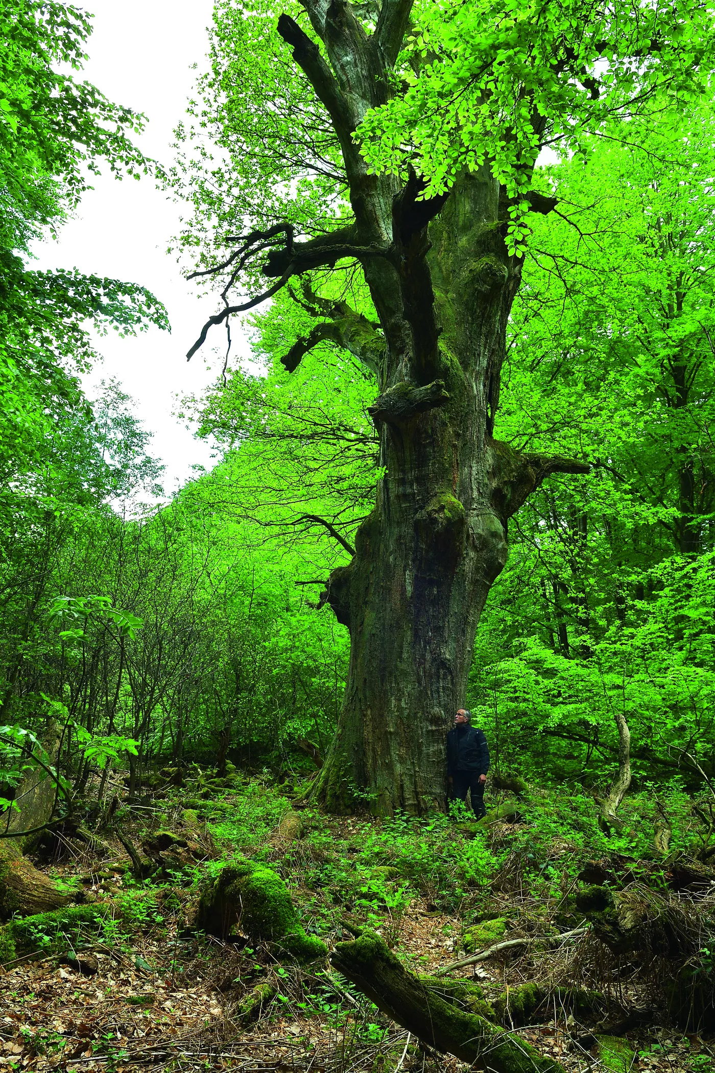 Knorrige alte Buche im Urwald Reinhardswald Knorrige alte Buche im Urwald Reinhardswald